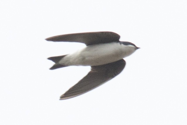 Tree Swallow - ML94331441