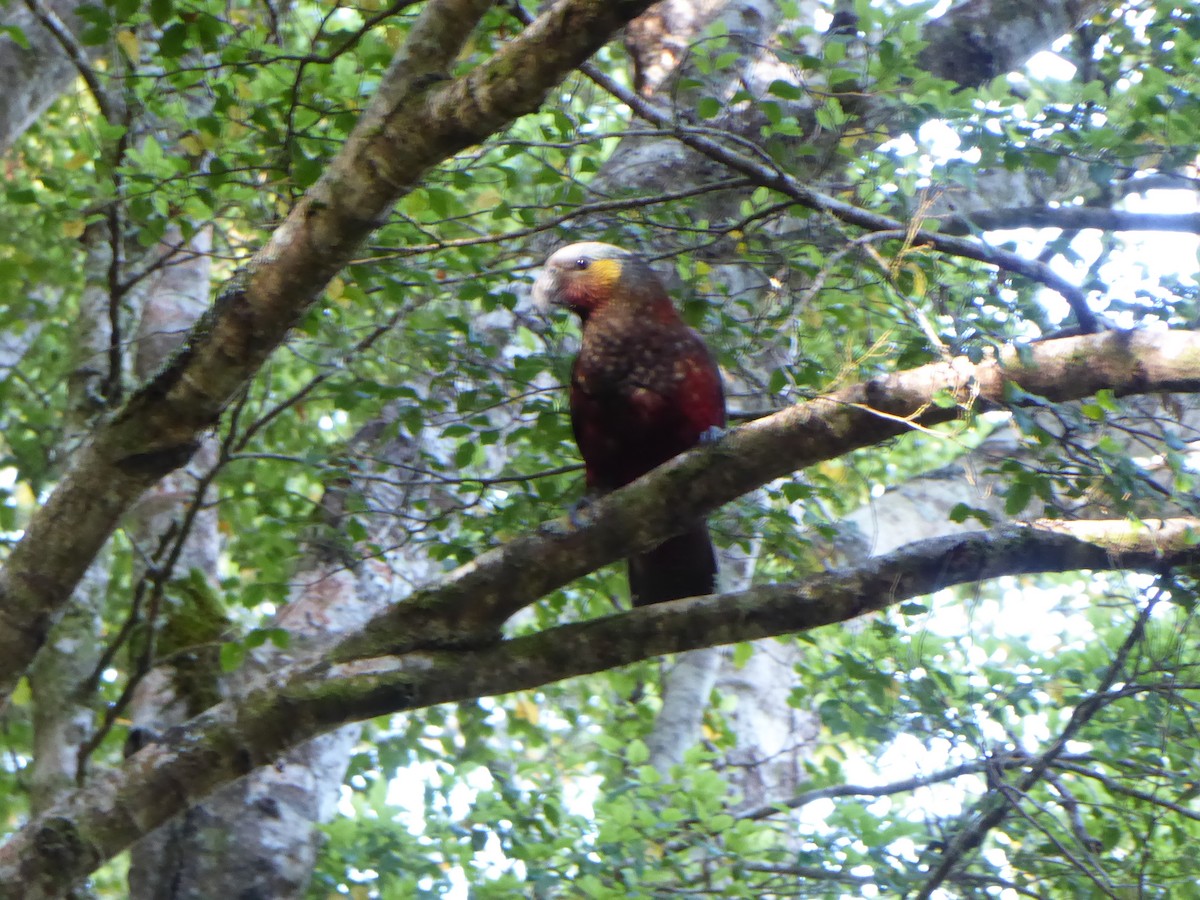 New Zealand Kaka - Jordan Miller