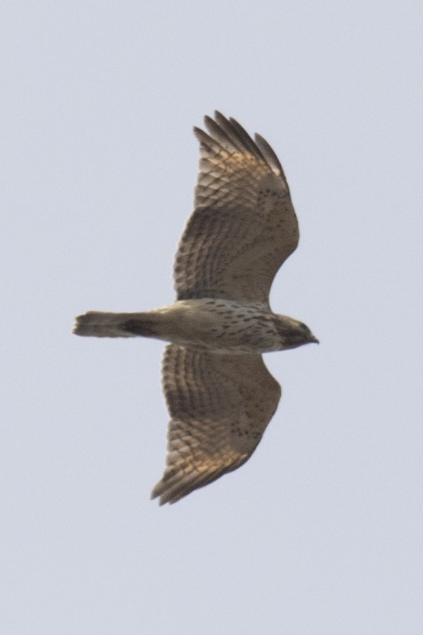 Red-shouldered Hawk - ML94331751