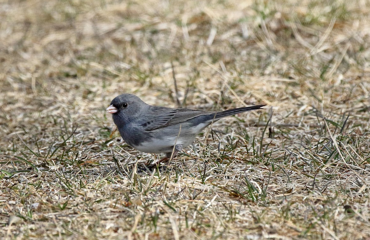 Dark-eyed Junco - ML94332561
