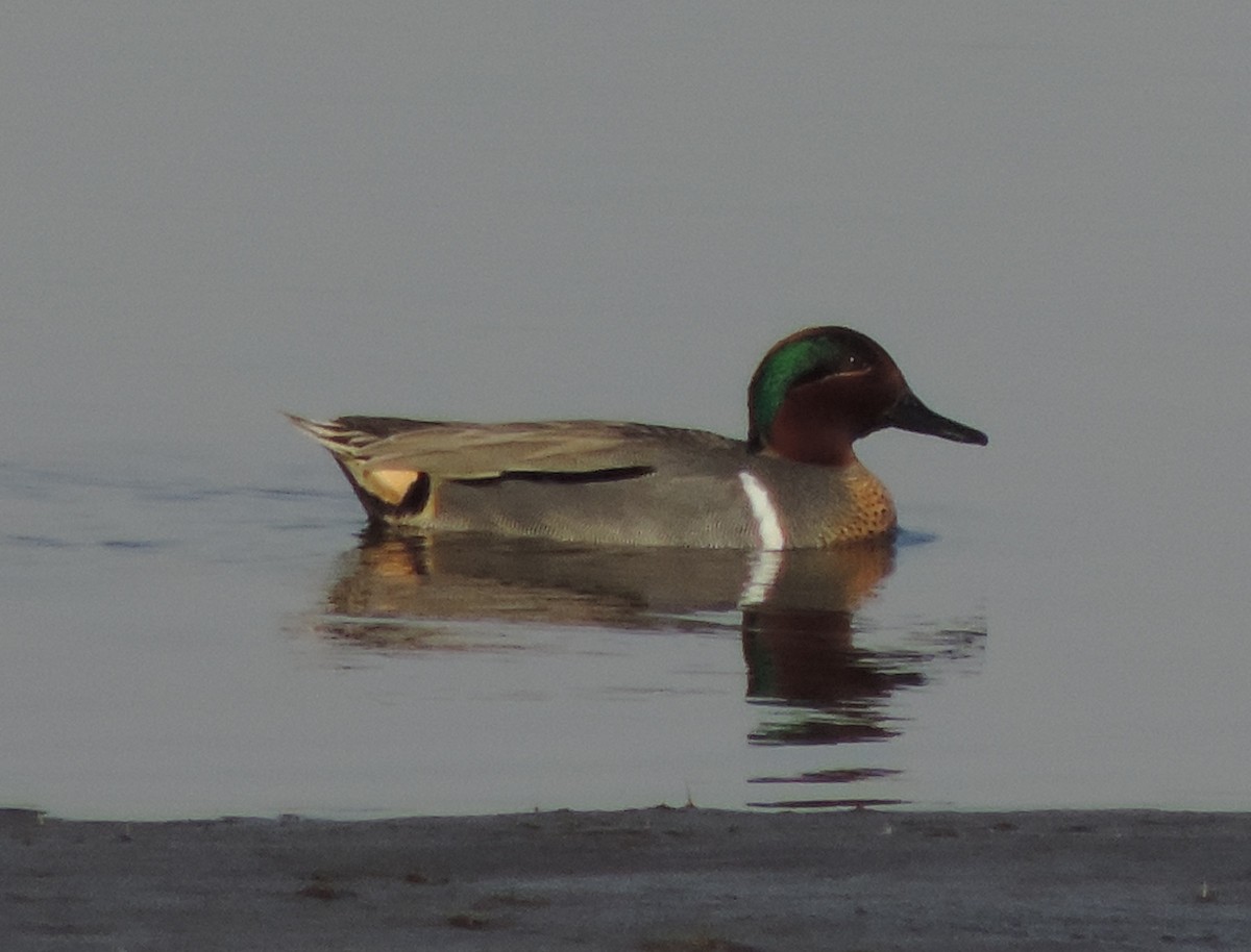 Green-winged Teal - ML94334481