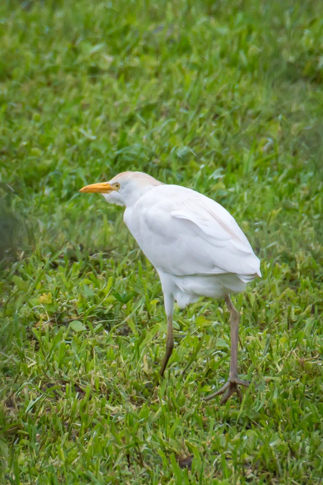 Western Cattle-Egret - Joan Lindberg