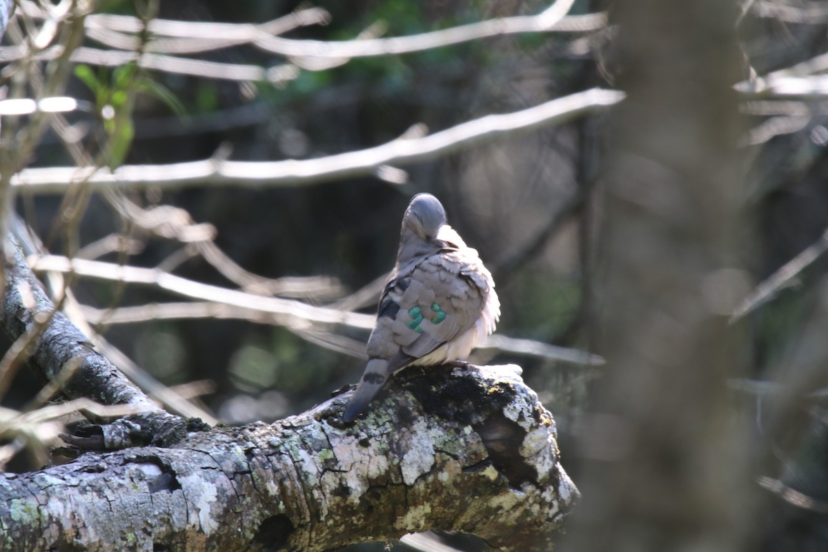 Emerald-spotted Wood-Dove - Doug Kibbe