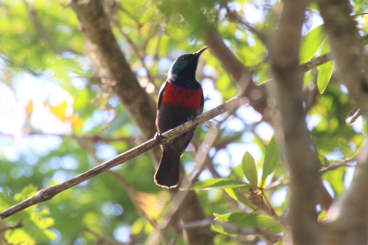 Neergaard's Sunbird - Doug Kibbe