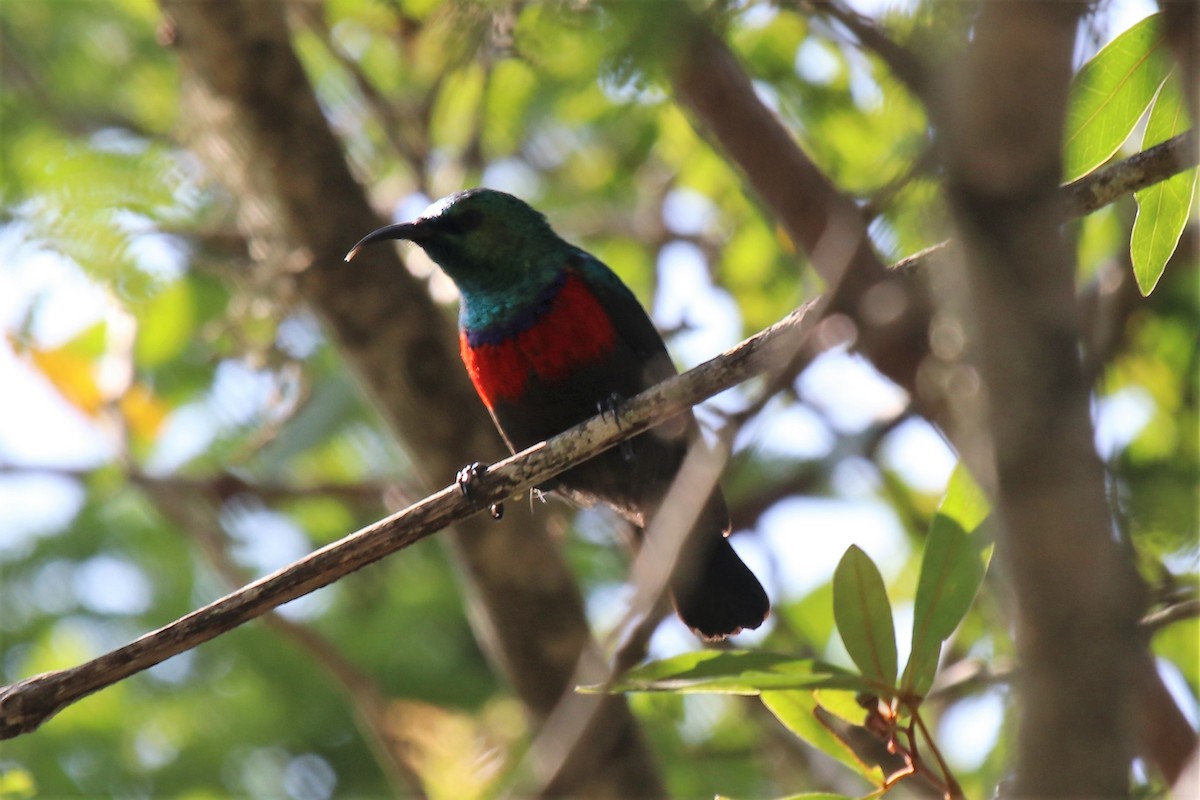 Neergaard's Sunbird - Doug Kibbe