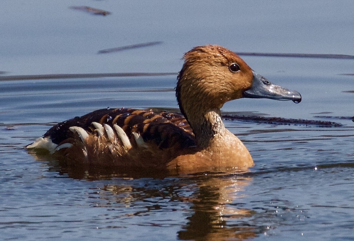 Fulvous Whistling-Duck - Linda Frazier