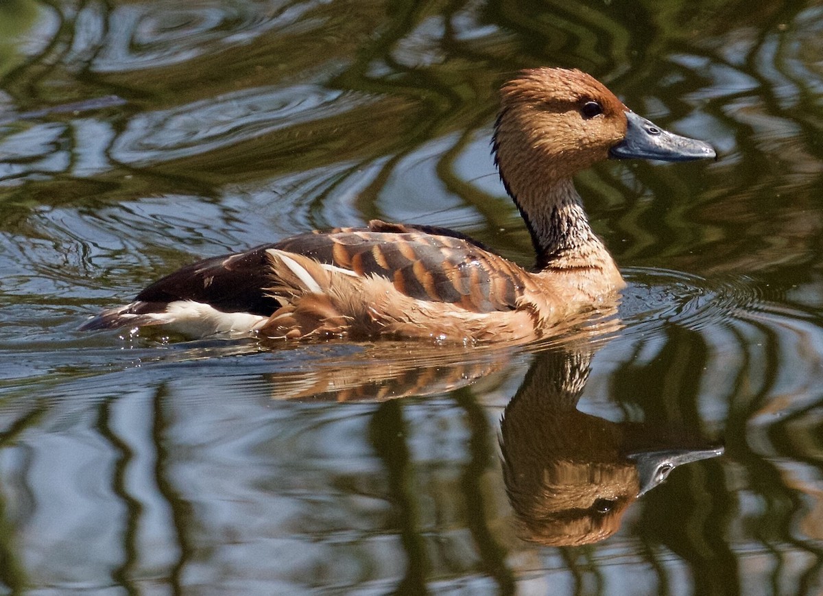 Fulvous Whistling-Duck - Linda Frazier