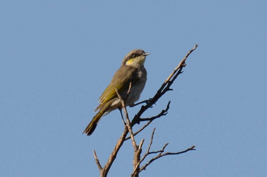 Singing Honeyeater - ML94338771