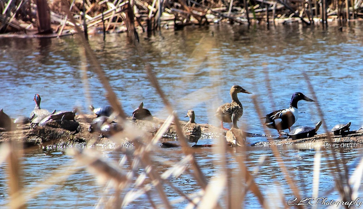 Green-winged Teal (American) - ML94338811