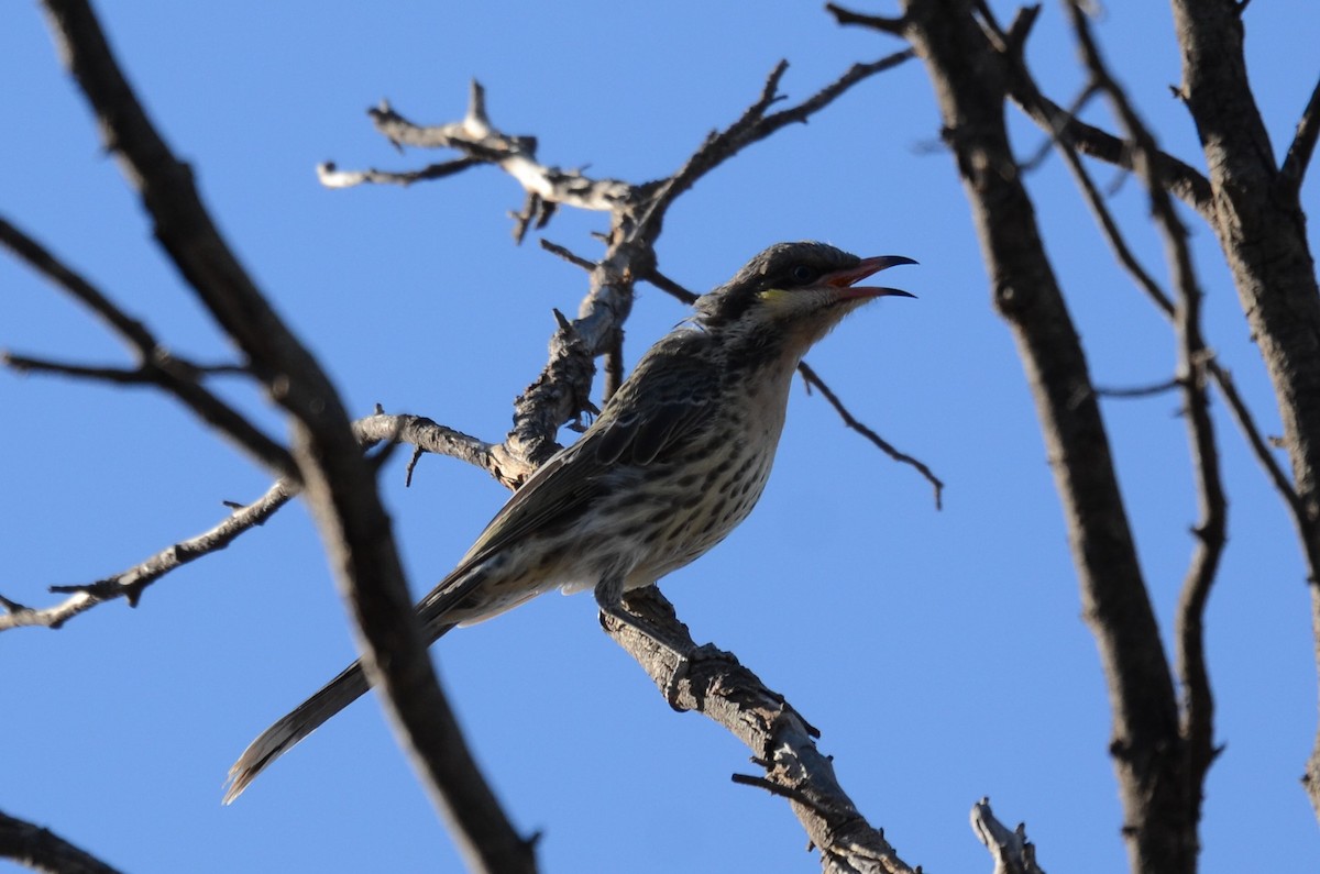 Spiny-cheeked Honeyeater - ML94338981