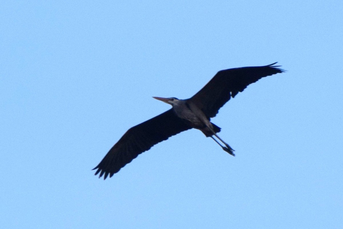 Great Blue Heron - irina shulgina