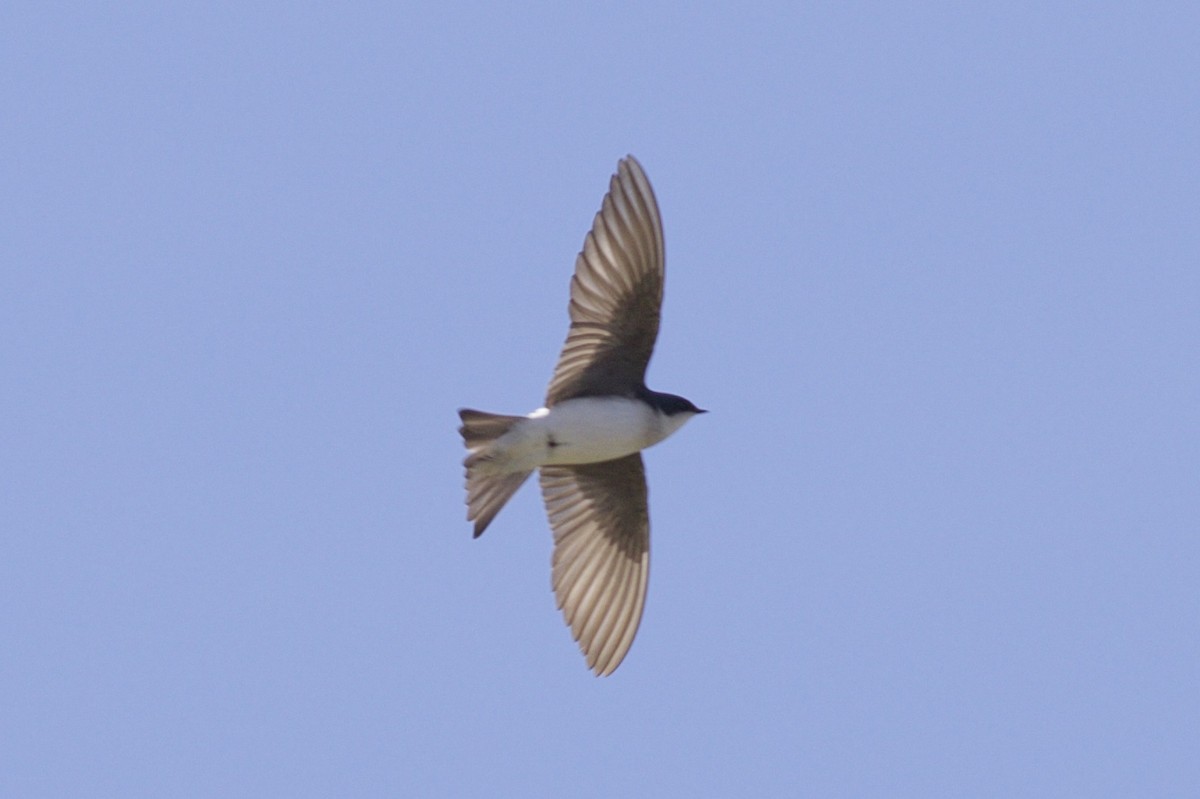 Tree Swallow - Nicole Desnoyers