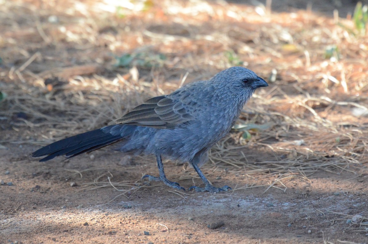 Apostlebird - ML94340051