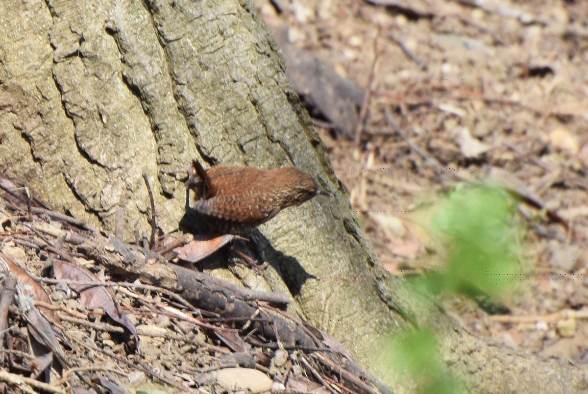 Winter Wren - ML94340271