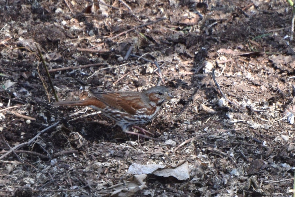 Fox Sparrow - ML94340331