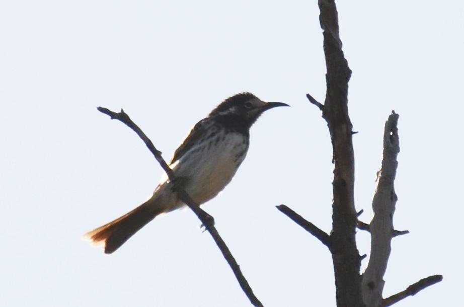 White-fronted Honeyeater - ML94341731