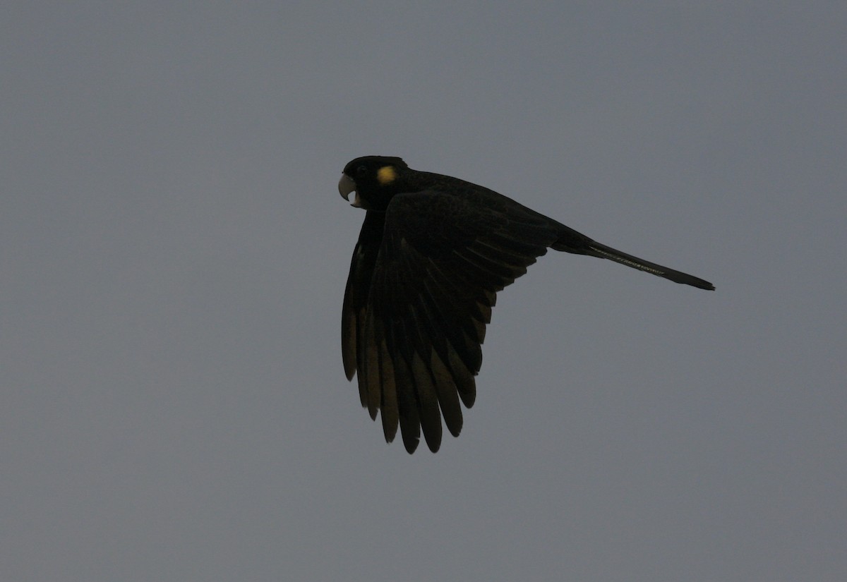 Yellow-tailed Black-Cockatoo - ML94342931