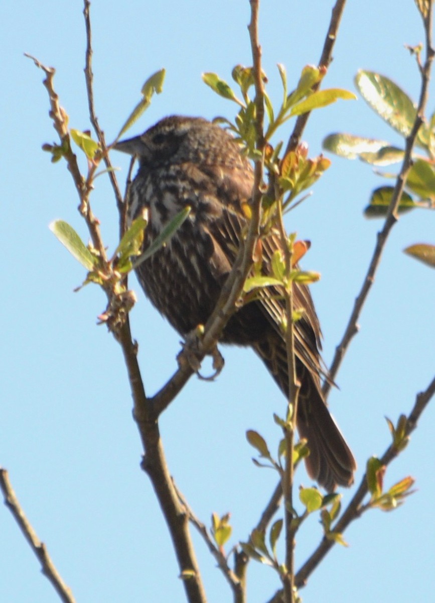 Red-winged Blackbird - ML94347101