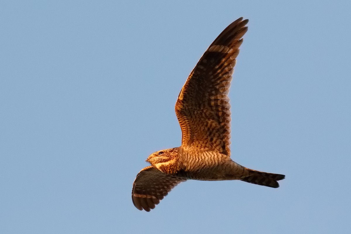 Lesser Nighthawk - Steve Kolbe