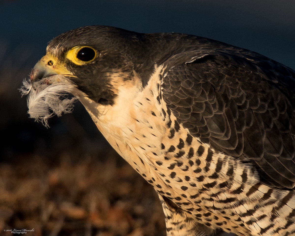 Peregrine Falcon - Lorri Howski 🦋