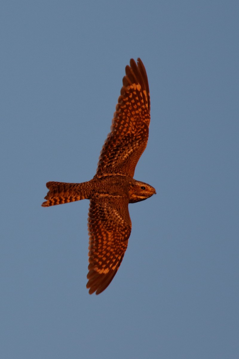 Lesser Nighthawk - Steve Kolbe