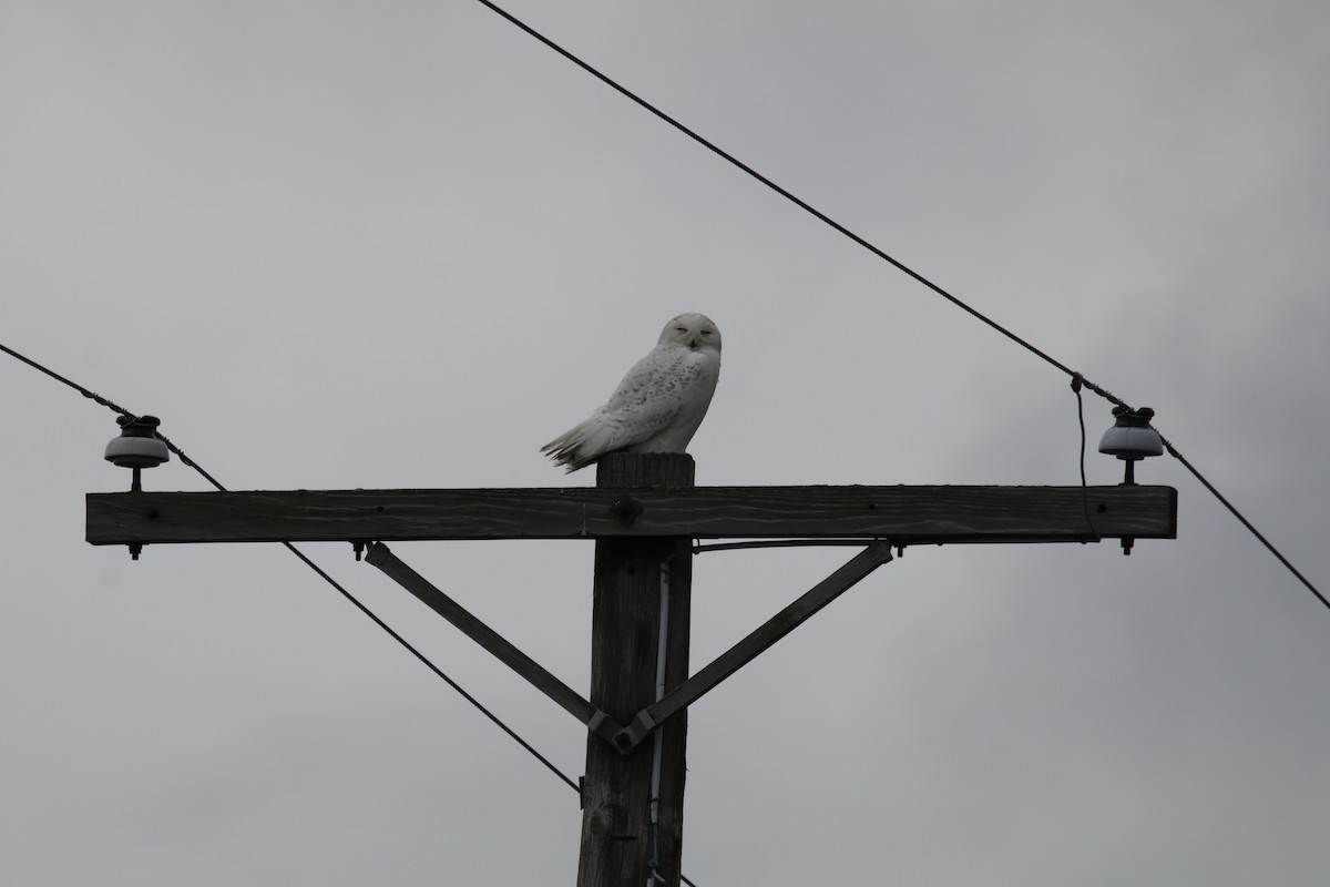 Белая сова - ML94349701