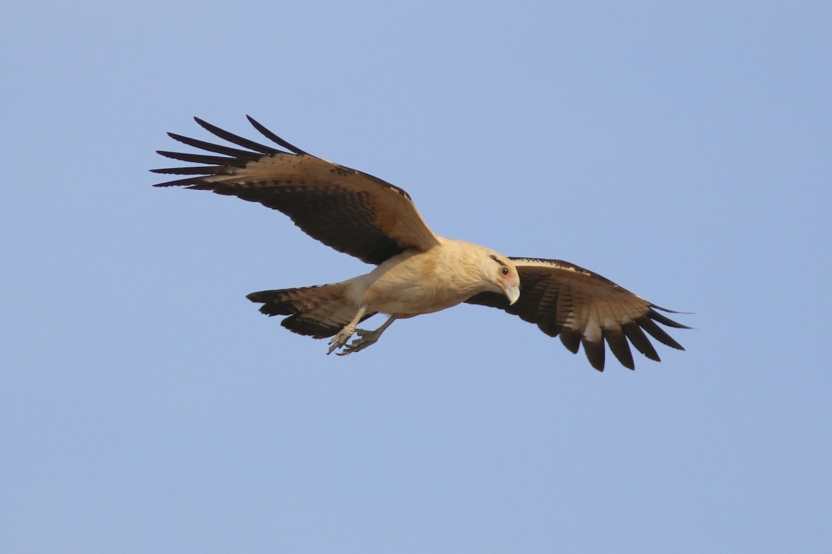 Yellow-headed Caracara - ML94350371