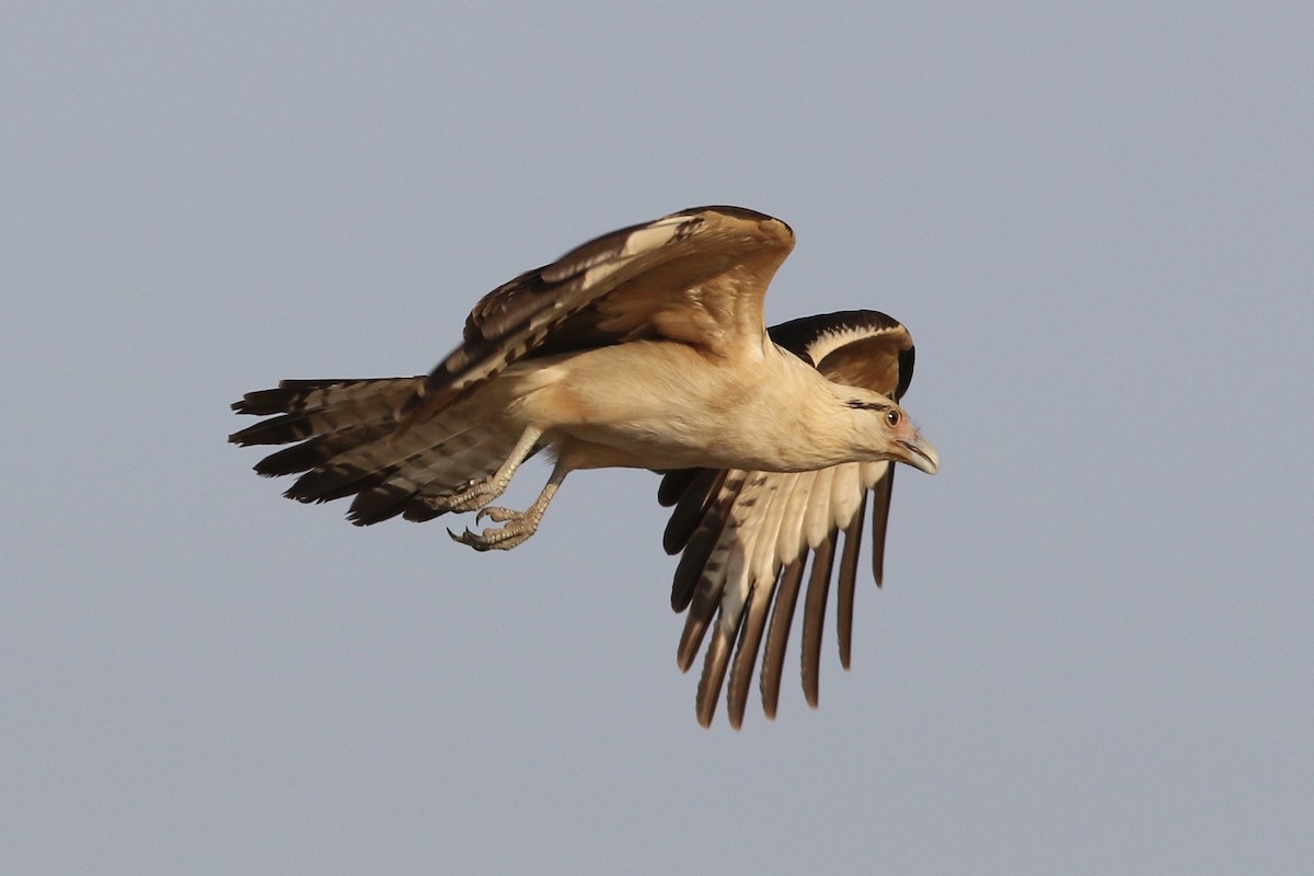 Yellow-headed Caracara - ML94350531