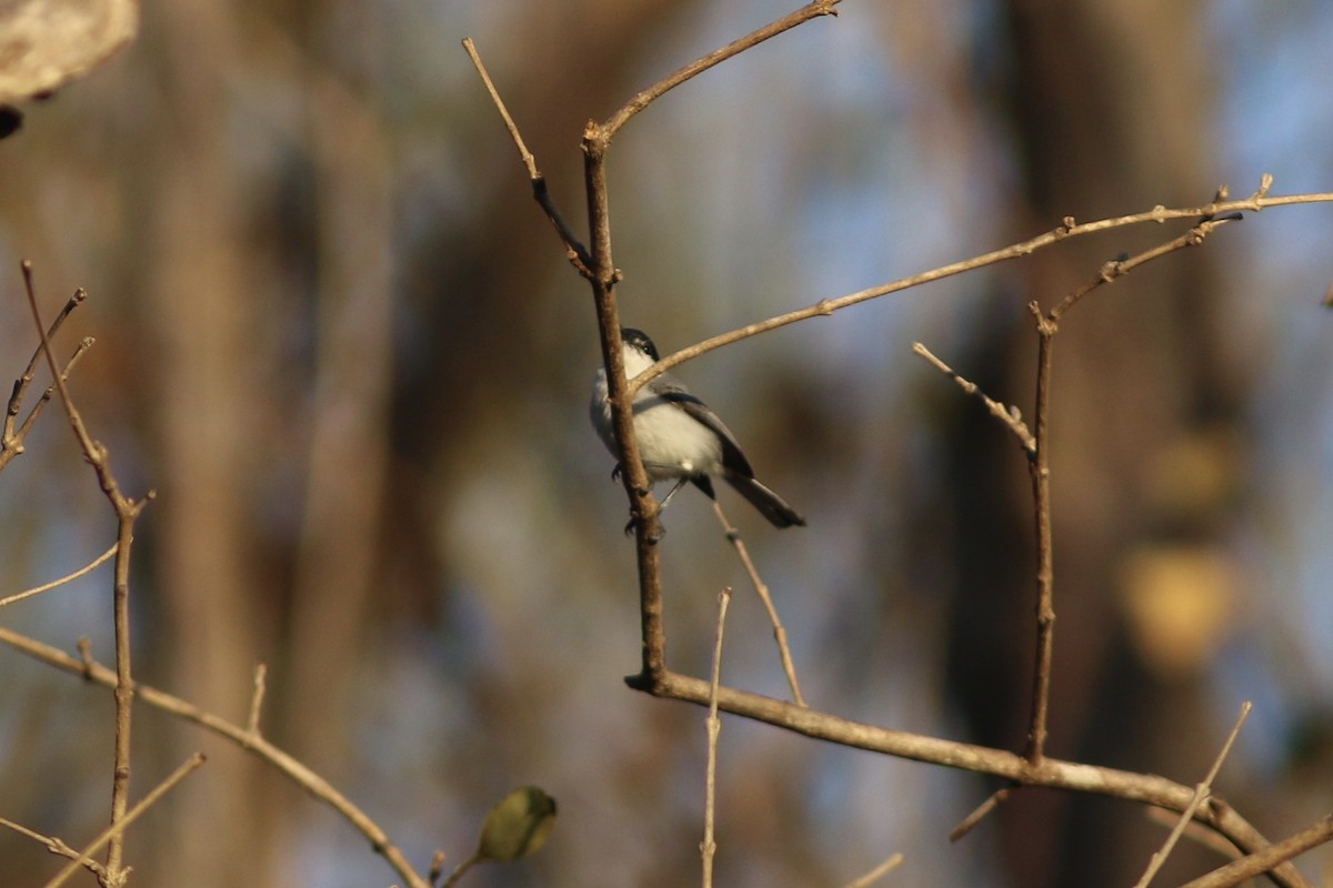 White-lored Gnatcatcher - Russ Morgan