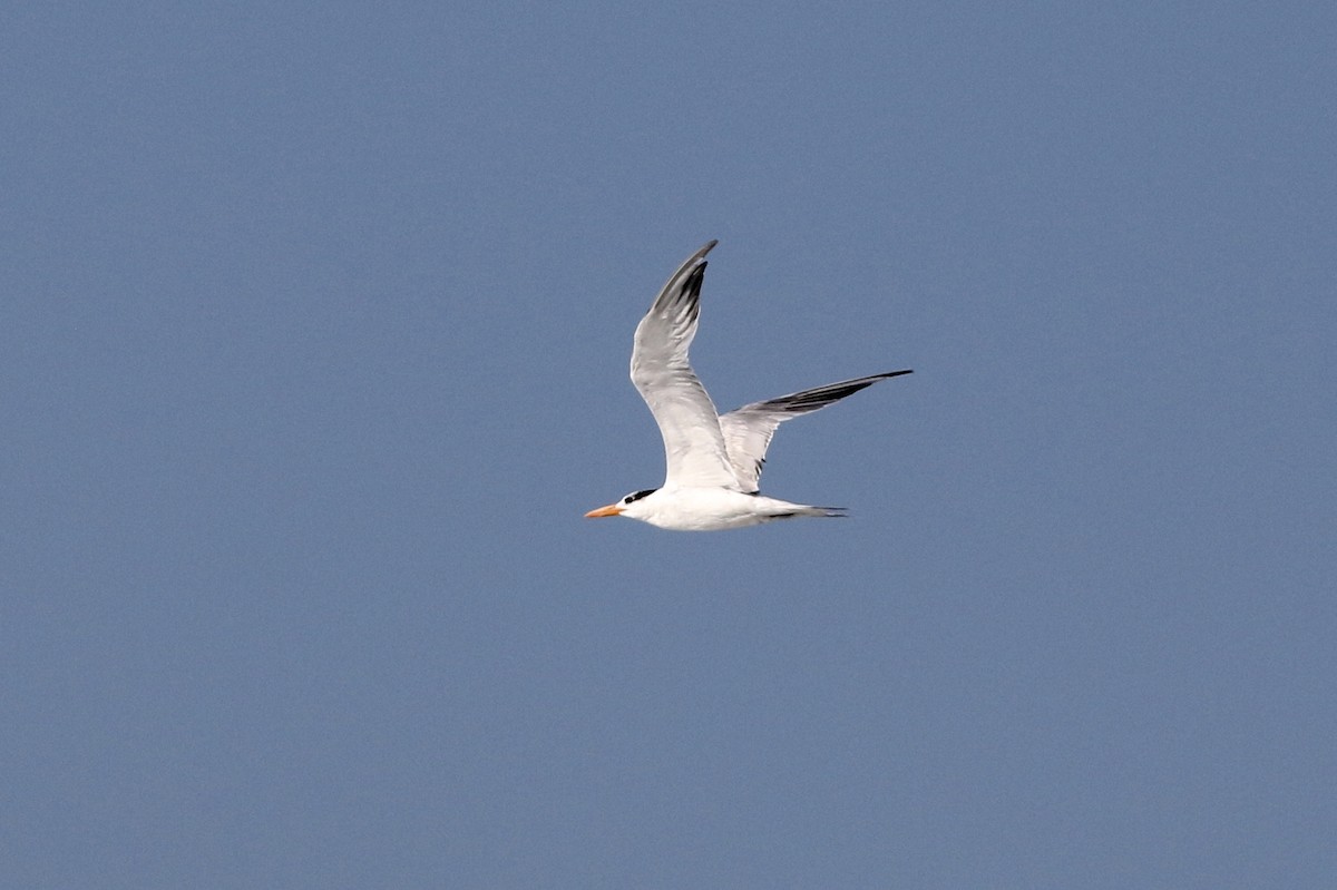 Royal Tern - ML94350891