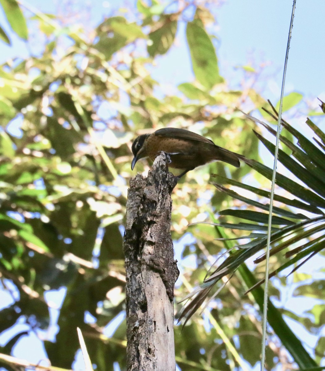 Victoria's Riflebird - ML94351681