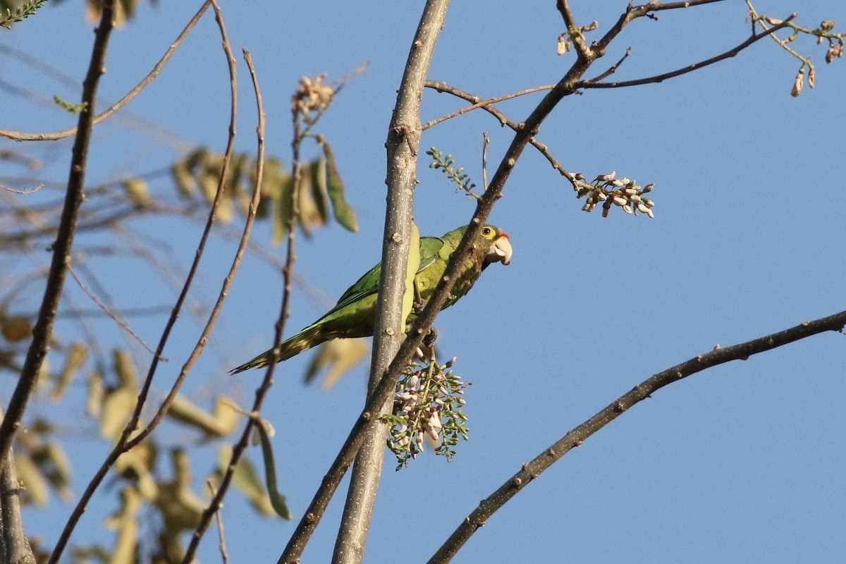 aratinga oranžovočelý - ML94351711