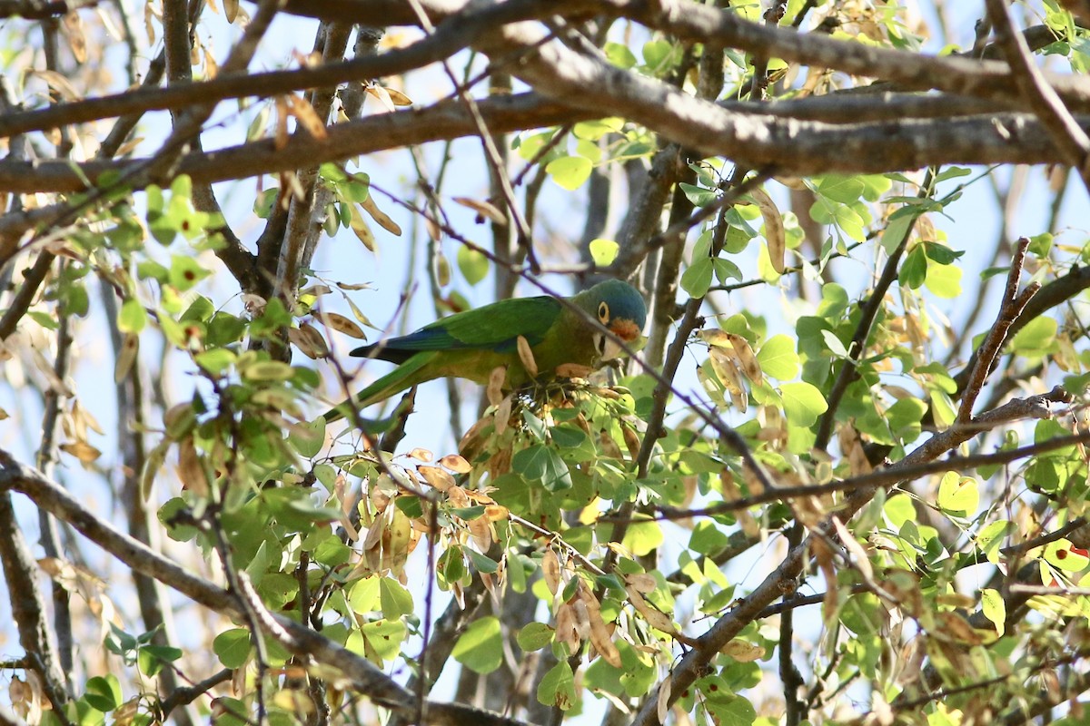 Orange-fronted Parakeet - Russ Morgan