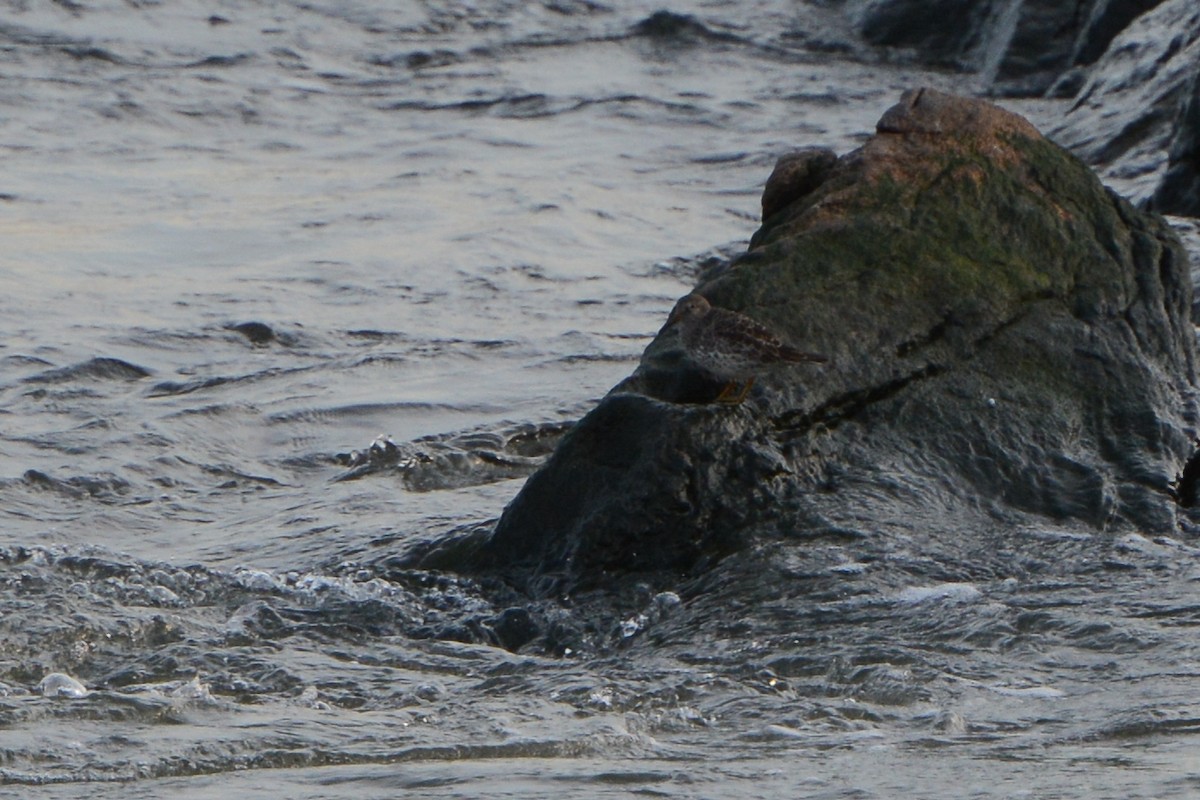 Purple Sandpiper - ML94352641