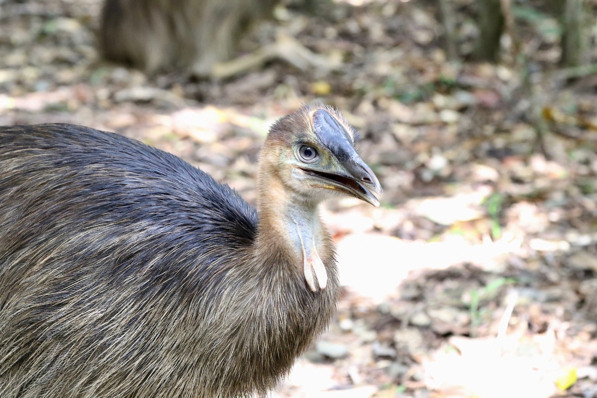 Southern Cassowary - Rebecca Koch