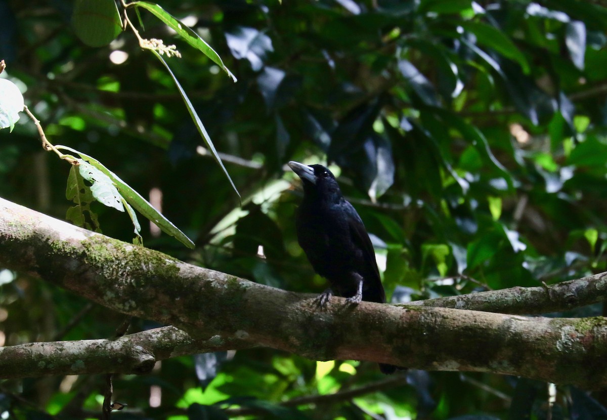 Black Butcherbird - ML94352951