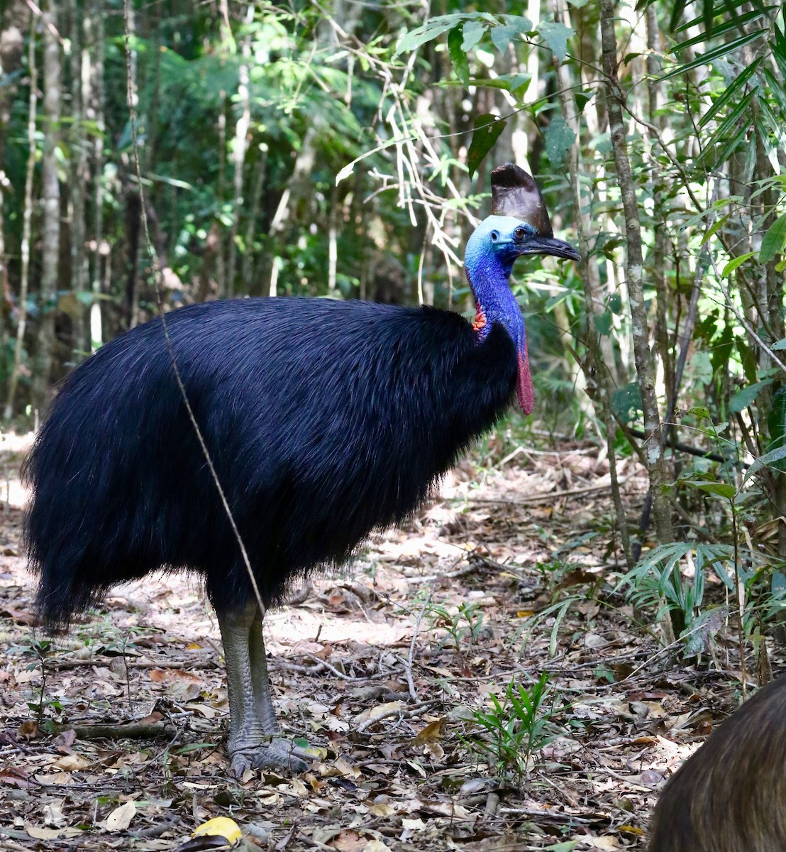 Southern Cassowary - ML94353021