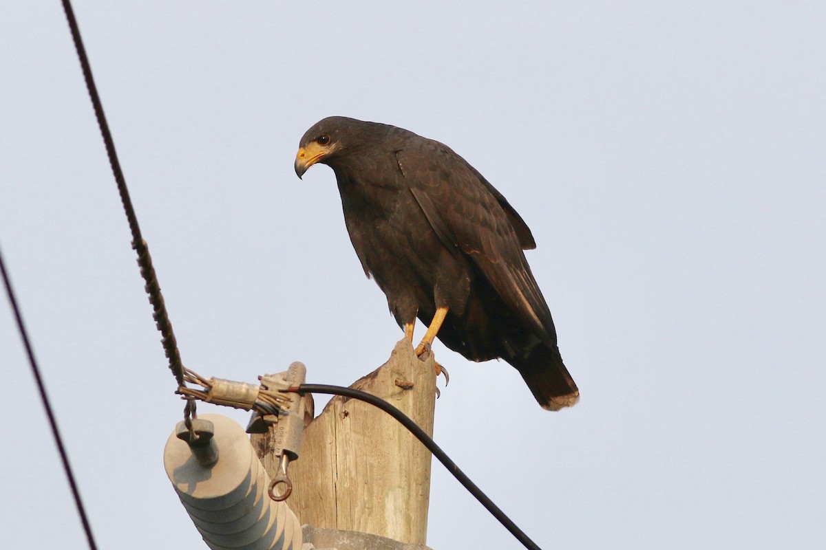 Common Black Hawk - Russ Morgan