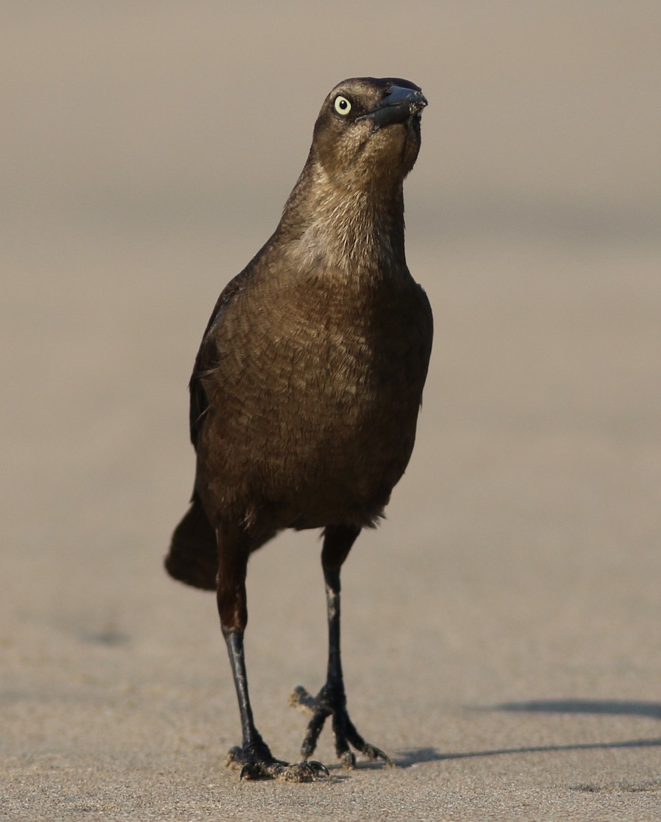 Great-tailed Grackle - Russ Morgan