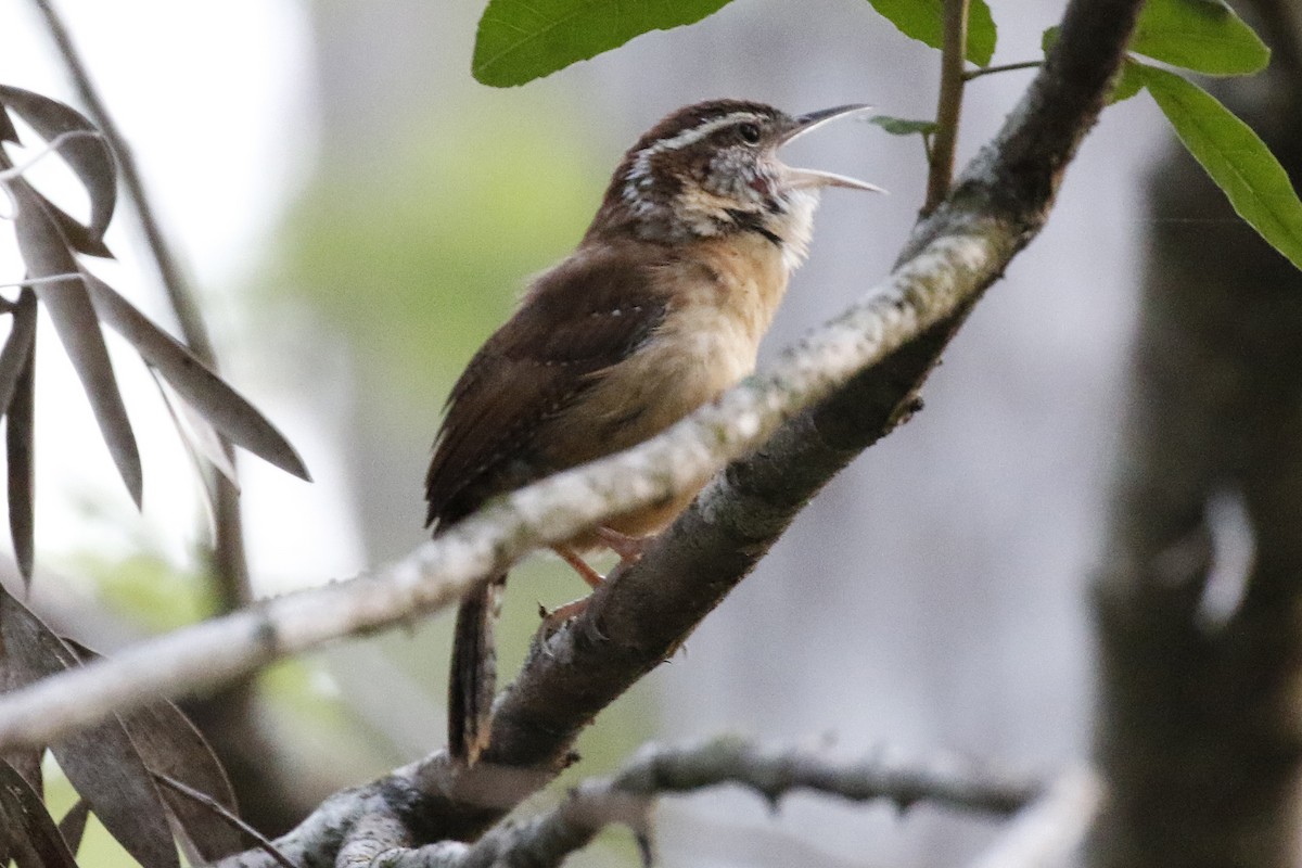 Carolina Wren - ML94355901