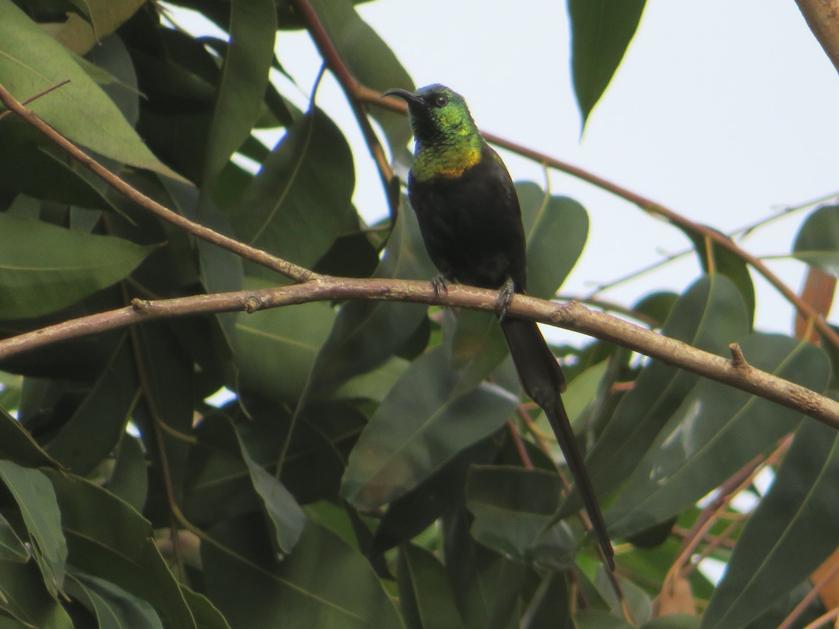 Bronze Sunbird - ML94356251