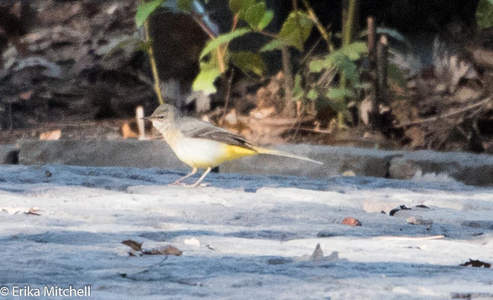 Gray Wagtail - ML94356781