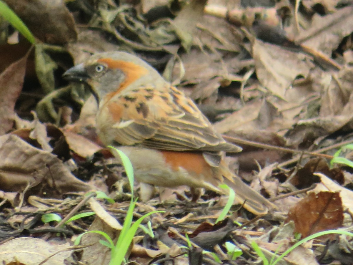 Kenya Rufous Sparrow - ML94356951