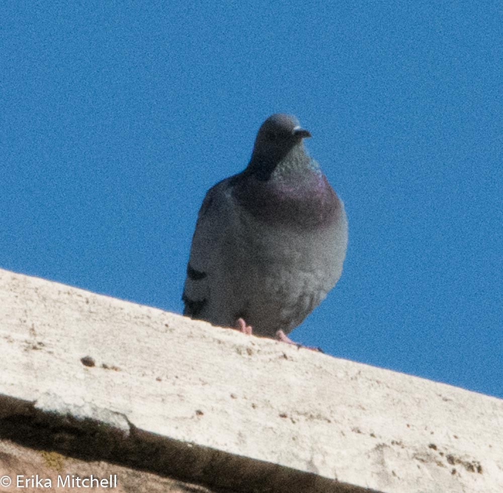 Rock Pigeon (Feral Pigeon) - ML94356991