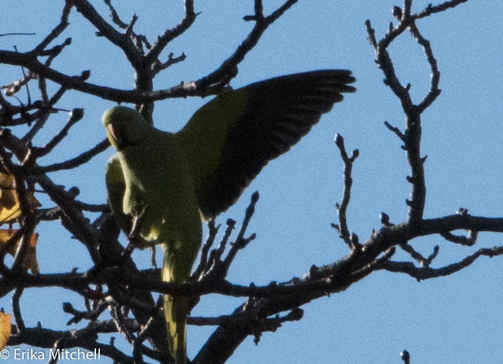 Rose-ringed Parakeet - ML94357131