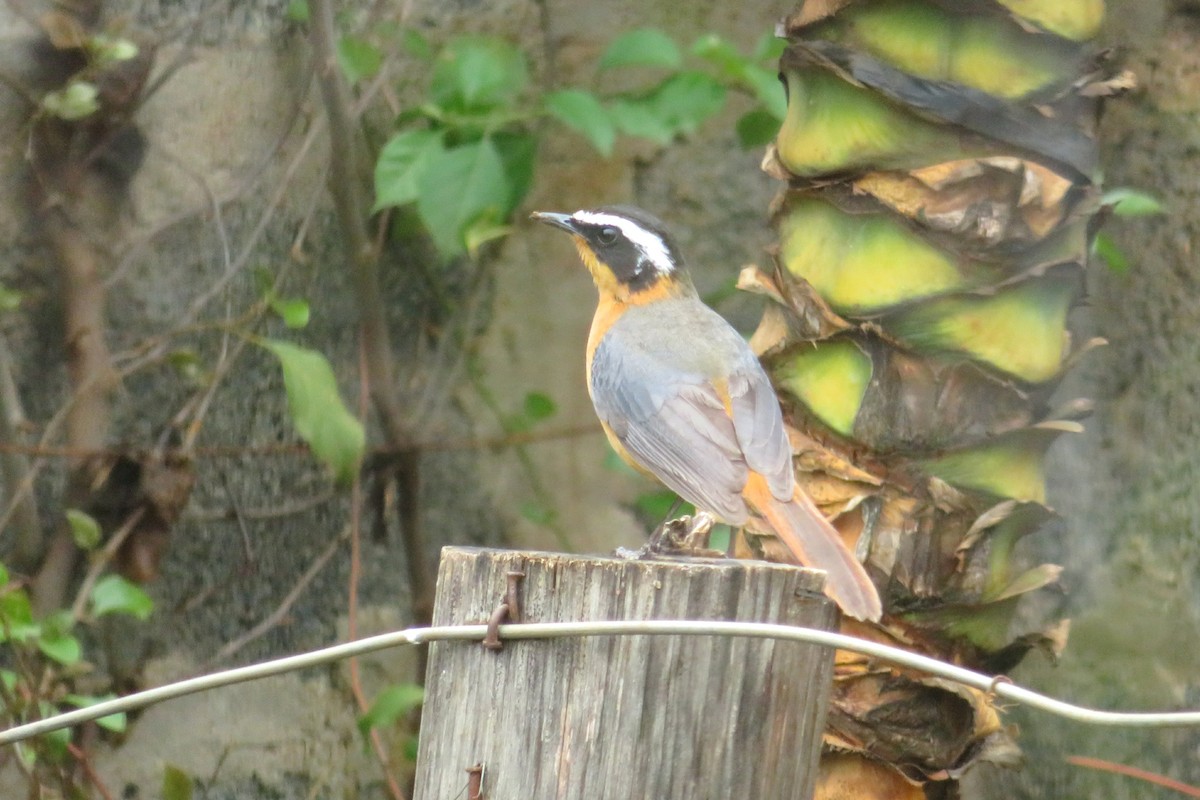 White-browed Robin-Chat - ML94357511