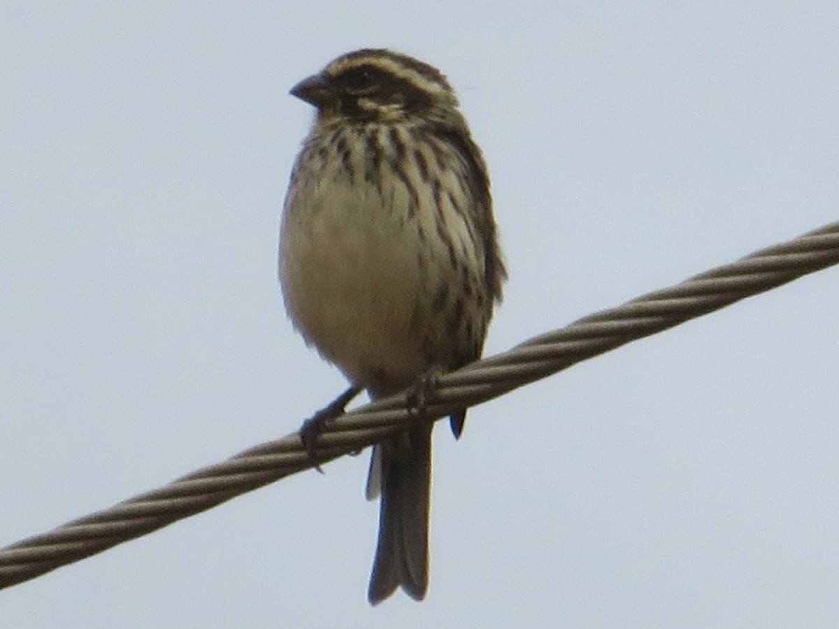 Streaky Seedeater - ML94357571