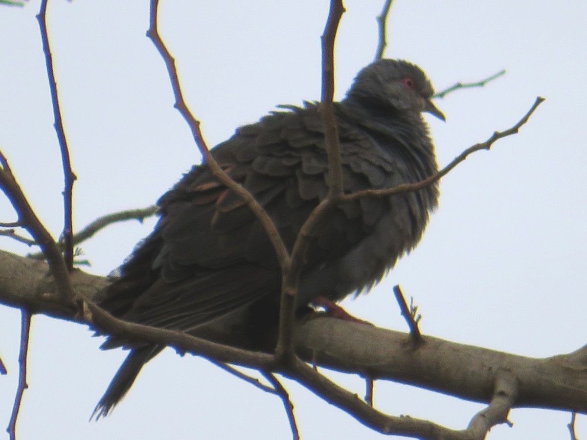 Dusky Turtle-Dove - ML94357971