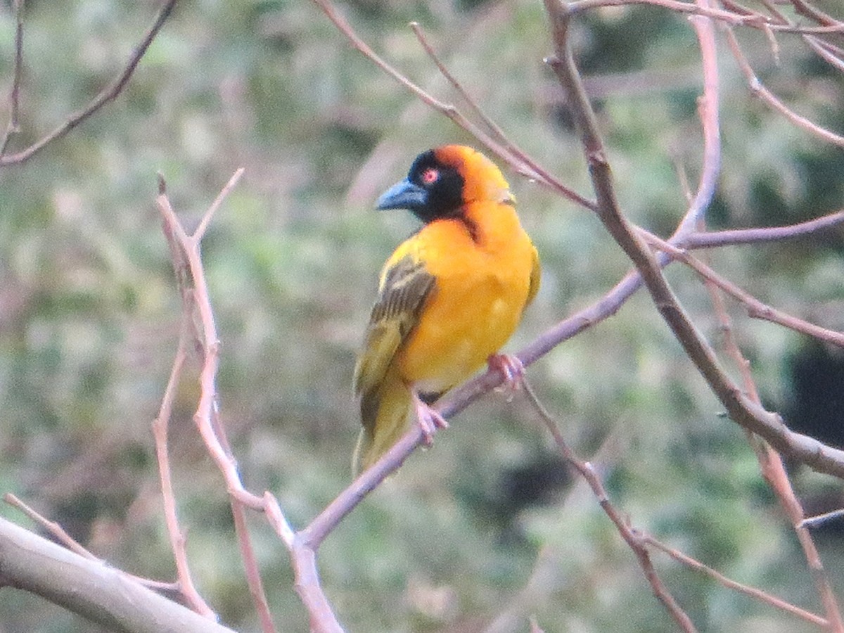 Village Weaver (Black-headed) - ML94358051