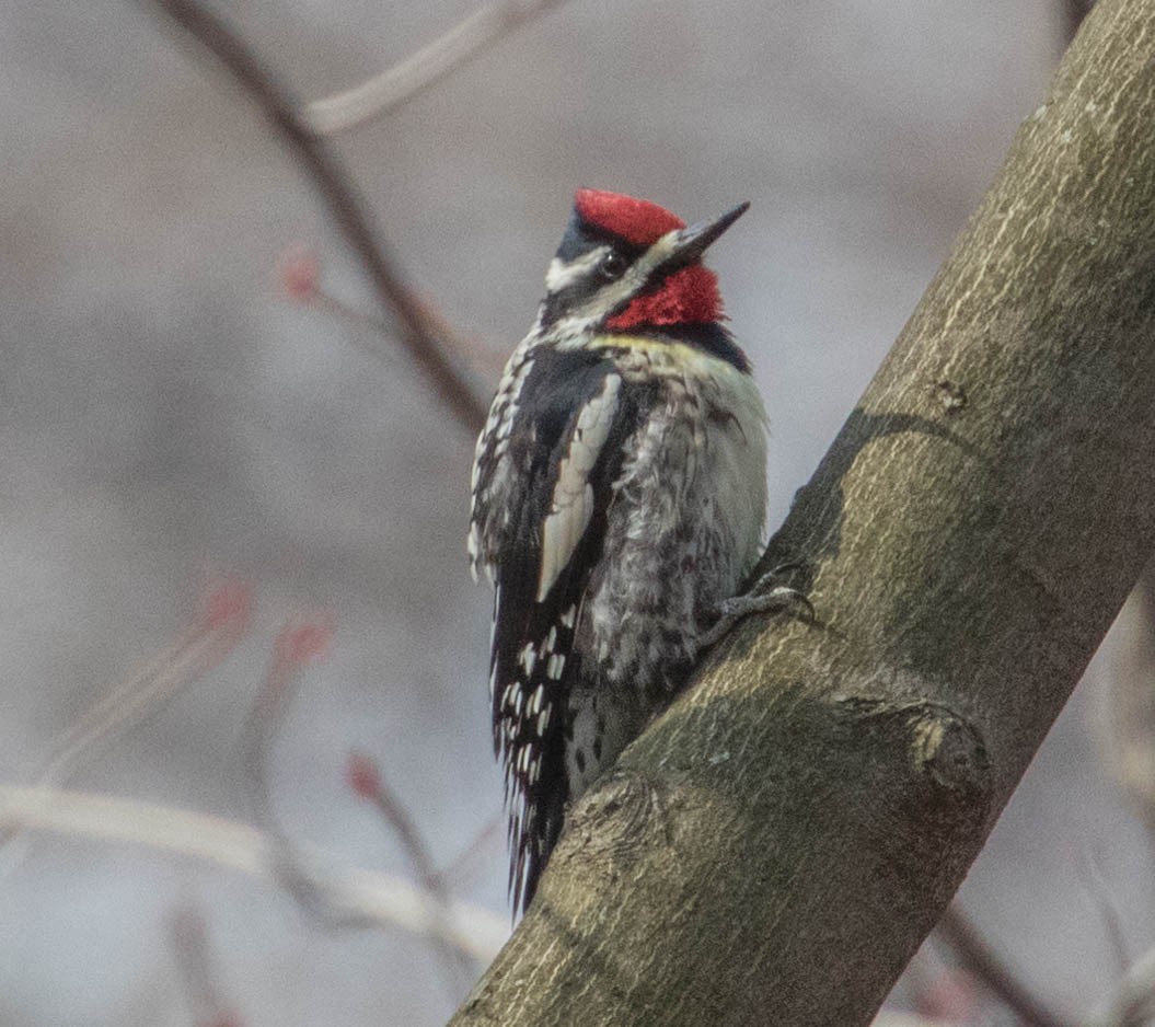 Yellow-bellied Sapsucker - Robert Bochenek